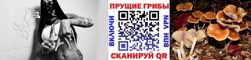 Галлюциногенные грибы мицелий  где найти наркотики  ОМГ ОМГ ссылки  Арзамас 